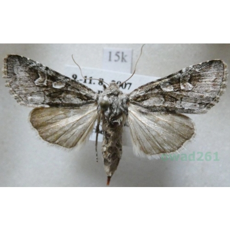 Lasionhada proxima (Hübner, 1809) Italy15k